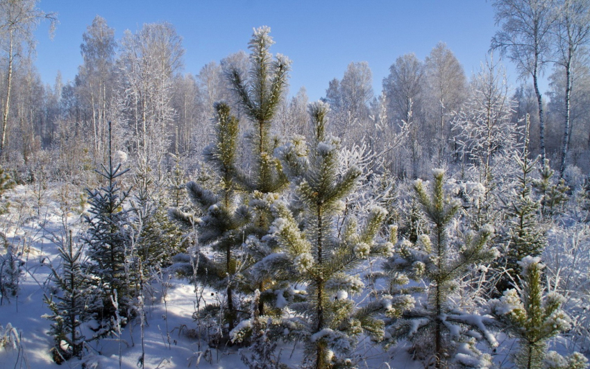 В Тамбовской области к Новому году заготовили около 30 тысяч хвойных деревьев 