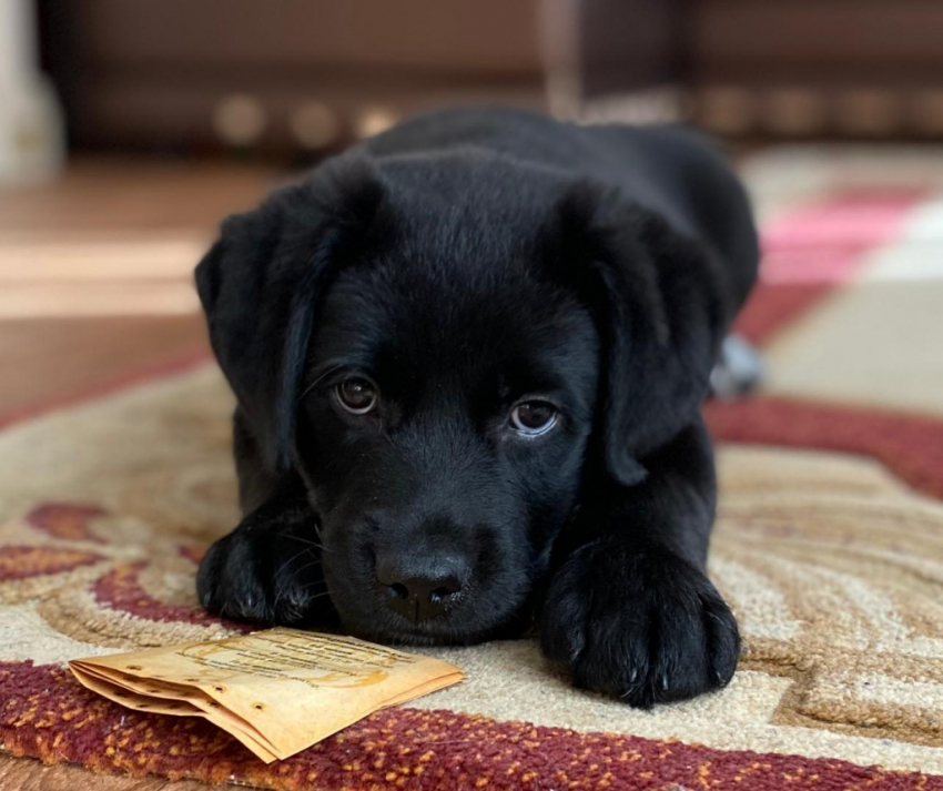 Опубликован график чипирования домашних животных в Тамбове 