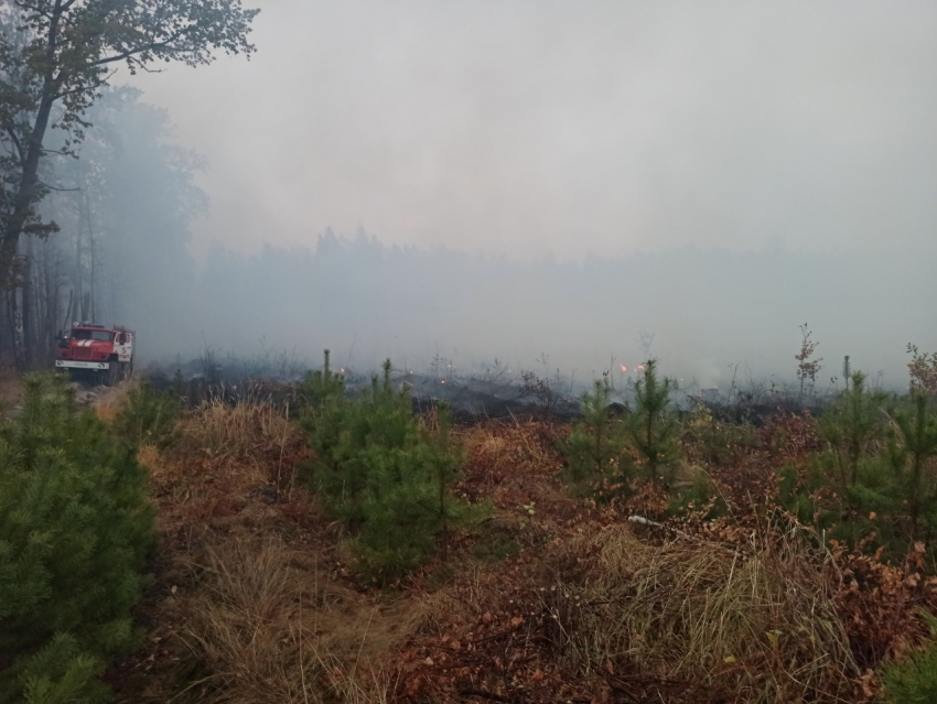Крупный лесной пожар под Тамбовом тушили всю ночь