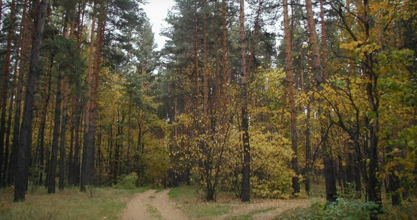 Директор Бондарского лесхоза уволен из-за подозрений в незаконной рубке леса