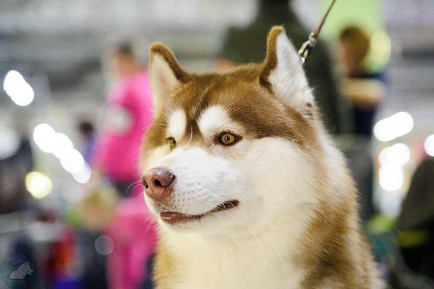 В Тамбове пройдёт Всероссийская выставка собак 