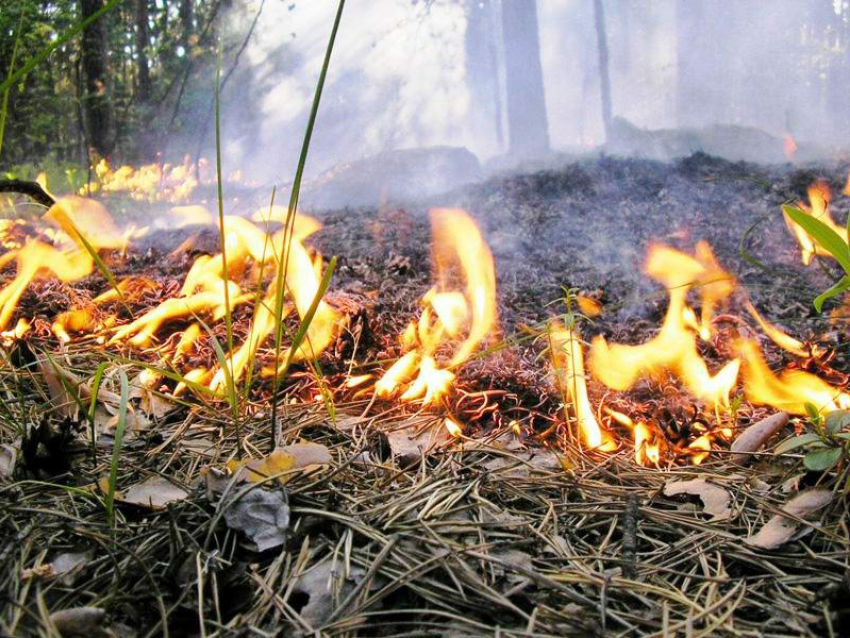 Из-за непрекращающихся пожаров в регионе введут особый противопожарный режим