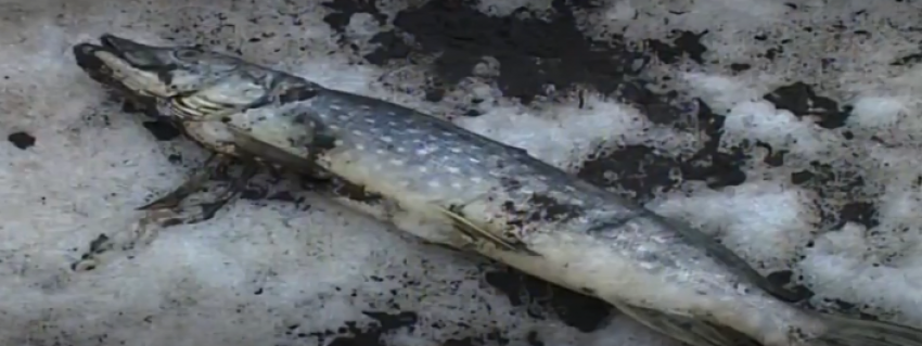 По факту массовой гибели рыбы в пруду Бондарского района начата доследственная проверка 