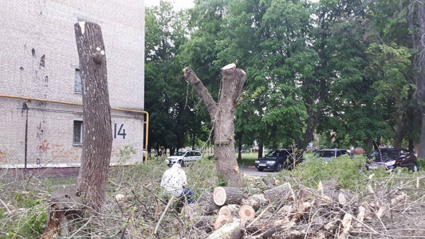 В Летке продолжают гибнуть тополя