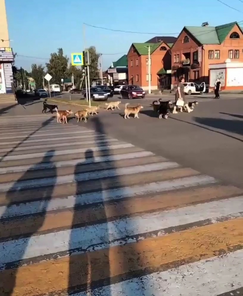 В Кирсанове стая бродячих собак преследовала прохожих