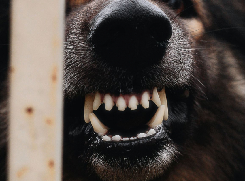 В Тамбове с городской администрации взыскали 15 тысяч рублей за укус собаки 