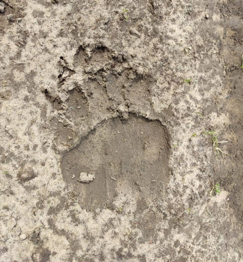 В Моршанском районе обнаружили следы медведя на берегу Цны
