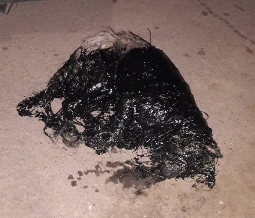 Обмазанный битумом несчастный зверь из Первомайска оказался девочкой-хаски 