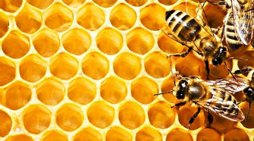 Тамбовские пчеловоды дошли до суда в ситуации с массовой гибелью пчёл