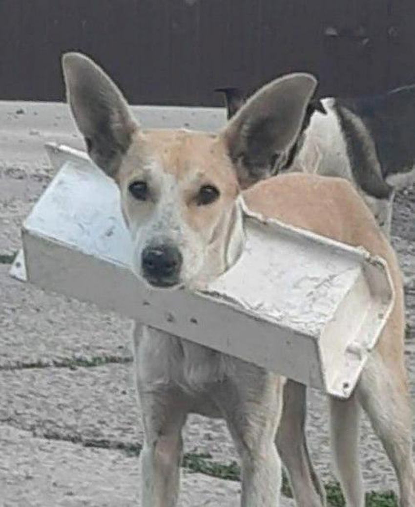 Тамбовчане освободили собаку с полкой на шее