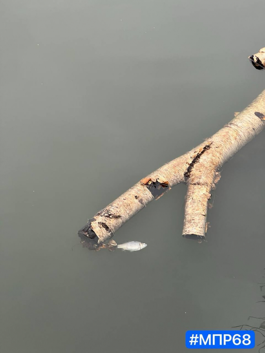 Тамбовское минэкологии выставило счет «РКС-Тамбов» за ущерб ручью