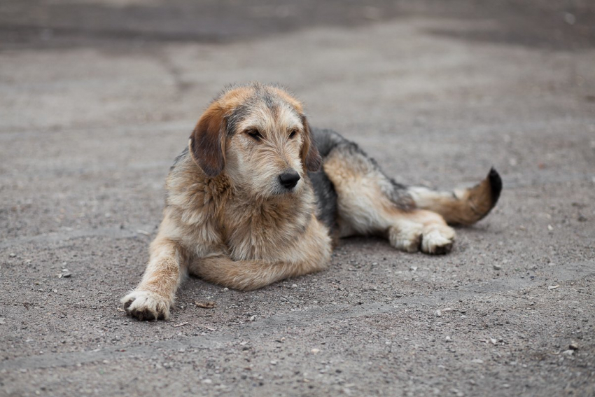 Администрация Тамбова провела торги на отлов безнадзорных собак