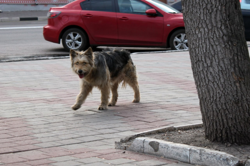Власти Тамбова объявили тендер на отлов бродячих собак