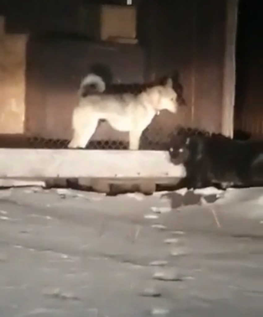 Сбежавшая» на выходных в Тамбове пантера «нашлась» в Москве