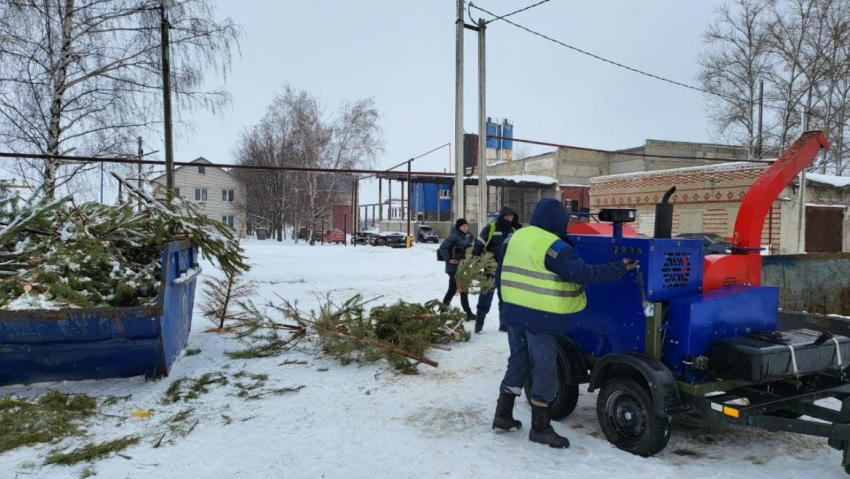 В Тамбове 80 кубометров новогодних ёлок превратились в 12 кубометров щепок