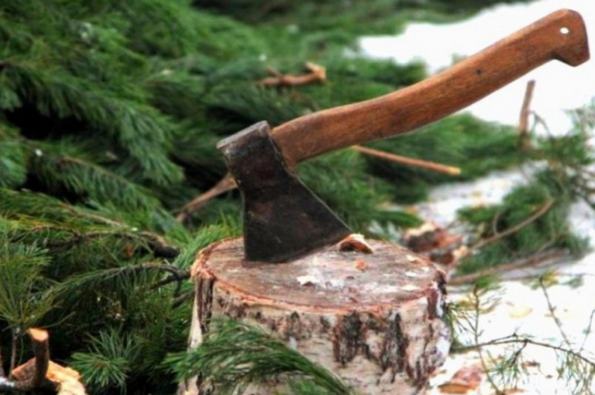 В Тамбовской области началась охота на новогодних «дровосеков»