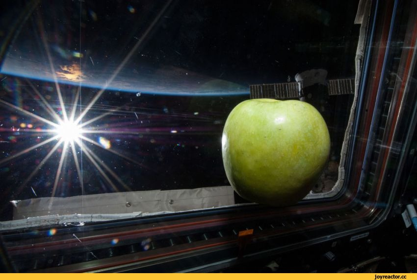 Космические яблоки выращивают в Мичуринске 