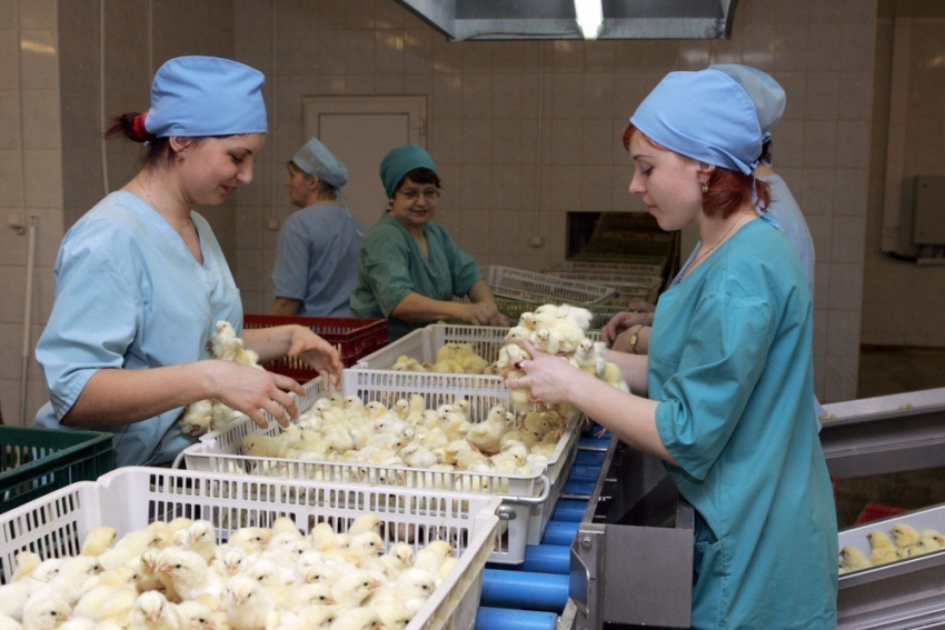 Фокус-группа помогла определить предпочтения тамбовских потребителей мяса птицы