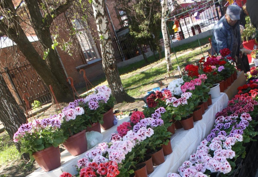 Традиционный фестиваль цветов пройдет в городском парке Тамбова 
