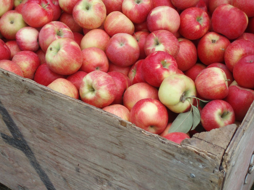 Любовь к яблокам или легкой наживе «сгубила» парочку мичуринцев