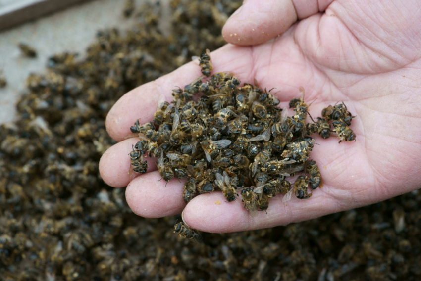 У «Агро Висты» отсудили 1,6 миллиона рублей за гибель пчёл в Тамбовском районе