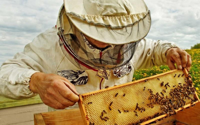 Петровский пасечник отсудил более миллиона рублей у предпринимателя, отравившего пчёл химикатами