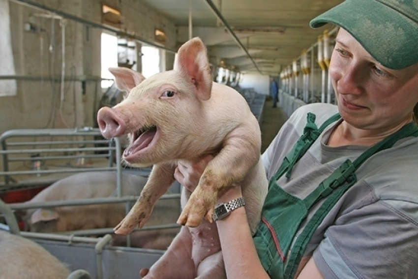 В Тамбовской области решено построить три современных свинокомплекса