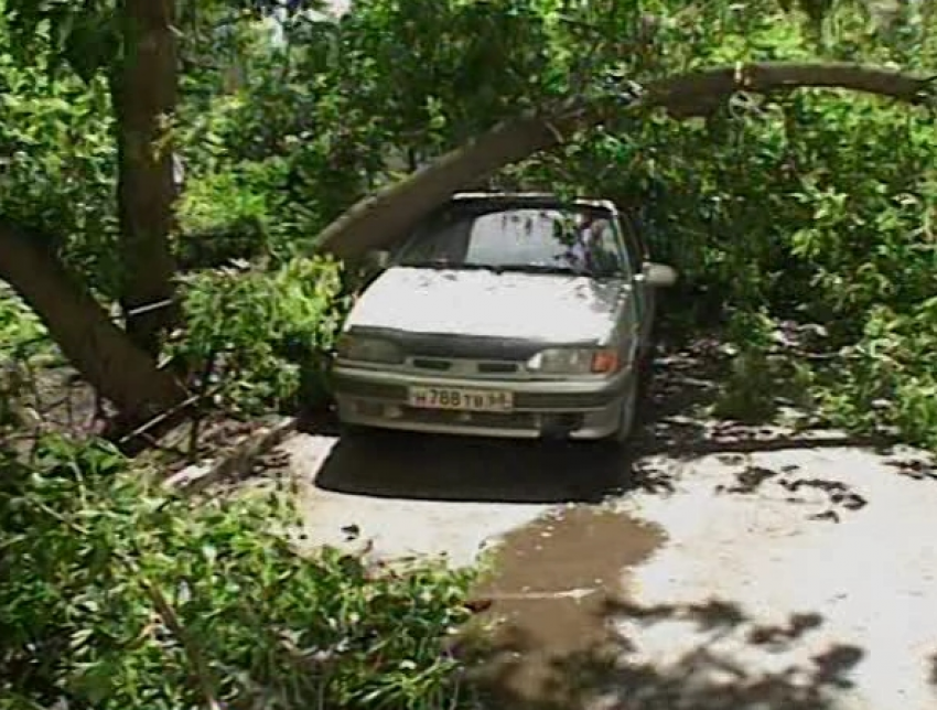 Порыв ветра опрокинул дерево на машины, припаркованные в Тамбовском дворе 