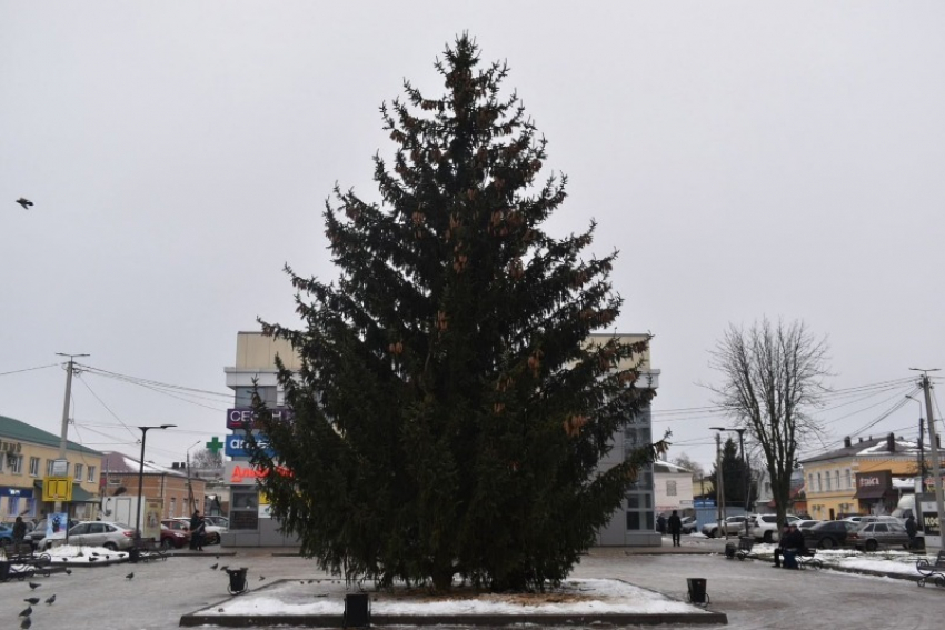 В Моршанске и Пичаеве установили живые новогодние ёлки, подаренные жителями