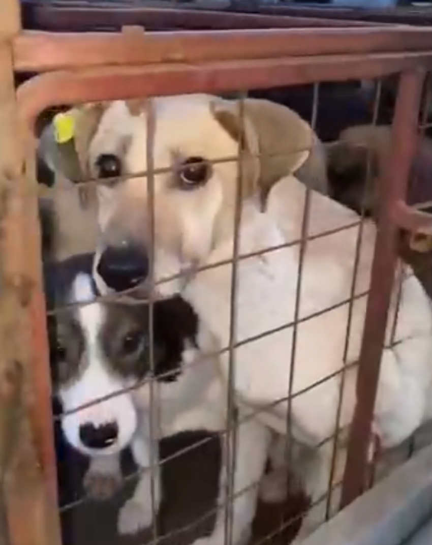 На территории Тамбовской области обнаружен прицеп с замученными собаками 