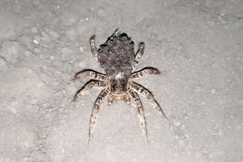 В пригороде Тамбова местные жители обнаружили тарантула