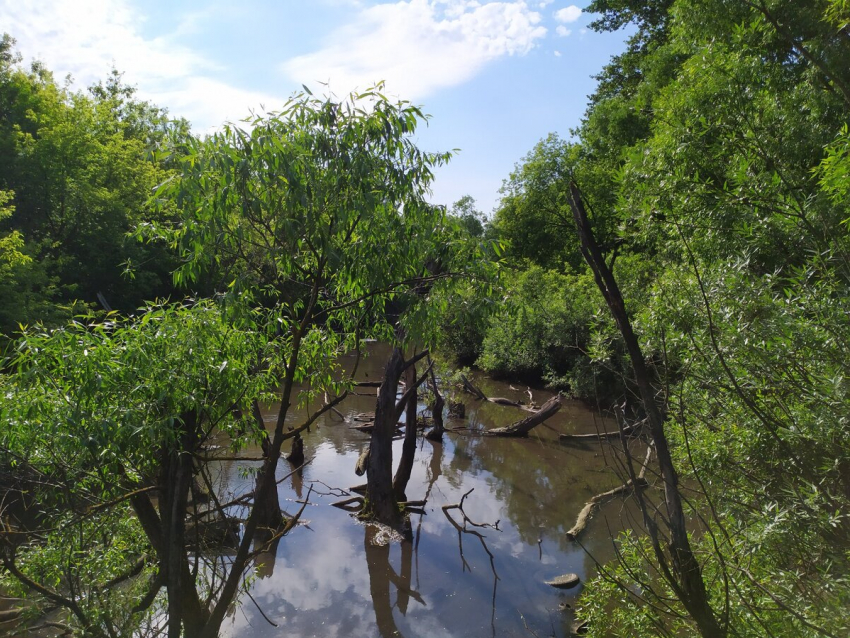 В Тамбове в 2022 году расчистят реку Студенец