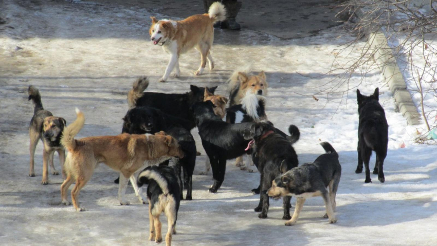 Отлов бродячих животных в Тамбовской области приостановлен