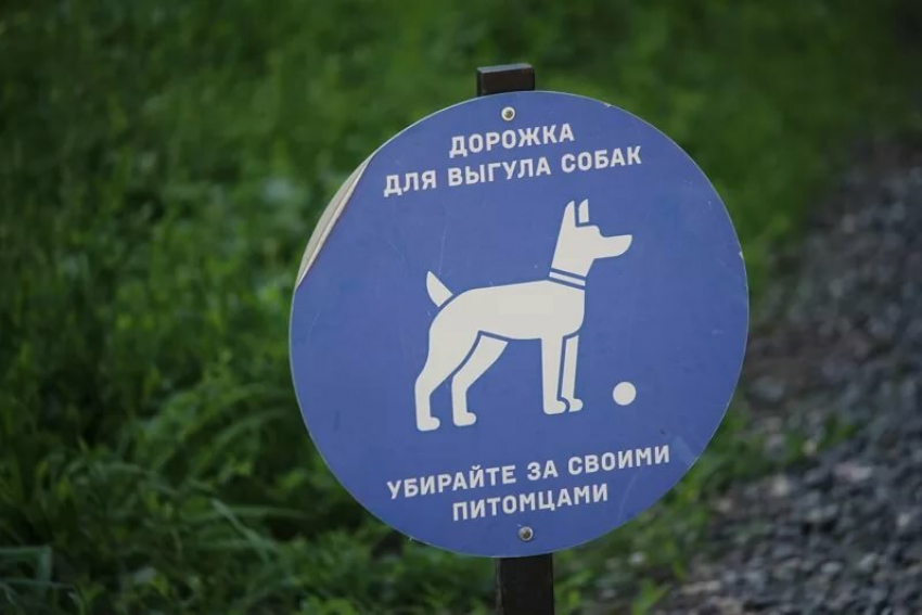 В Тамбове планируют сделать карту мест для выгула собак