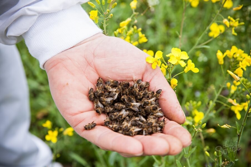 Миллион, миллион желтых пчел погиб в Сампурском районе 