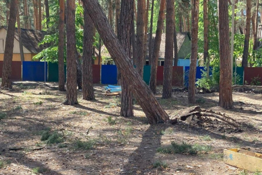 В тамбовском лагере «Ласточка» в Пригородном лесу начали вырубать сосны