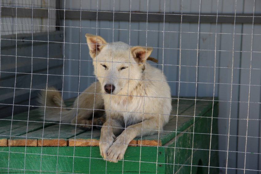 В Мичуринске за три месяца отловили 70 бездомных собак 