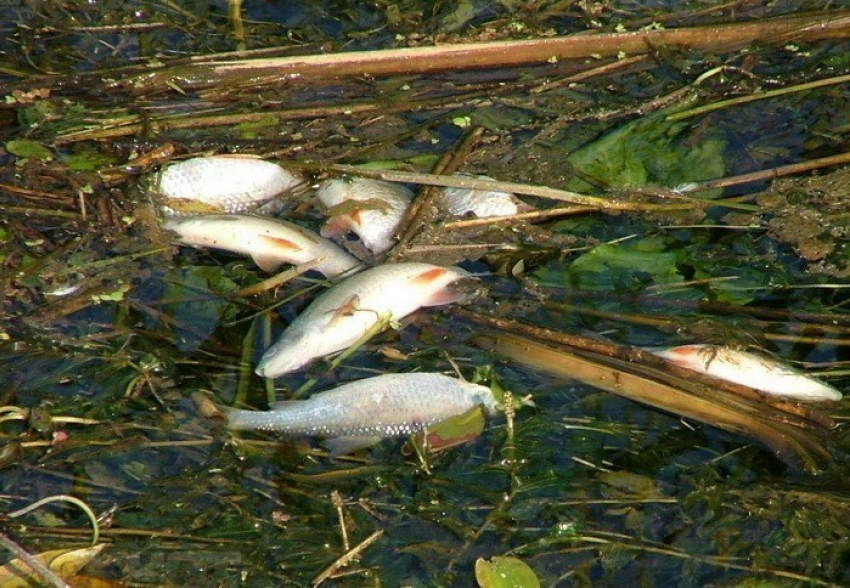 Около 9 миллионов рублей составил ущерб от загрязнения Цны и гибели рыбы в ней