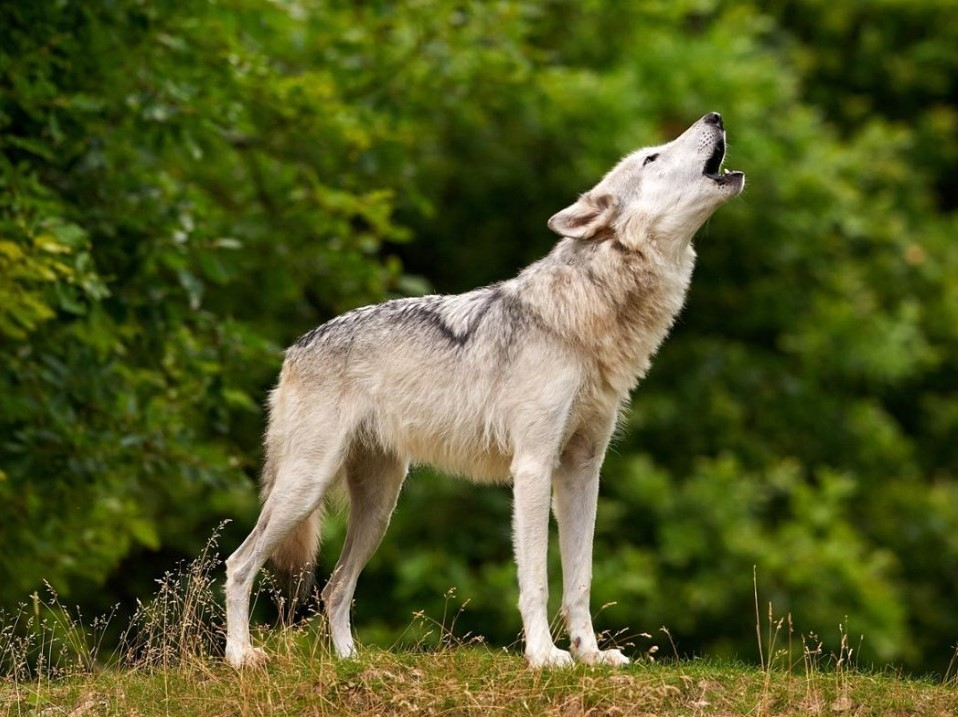 Тамбовские волки оказались на грани исчезновения