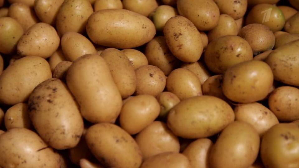 Регион планирует представить “Тамбовскую картошку” в национальном конкурсе брендов “Вкусы России”