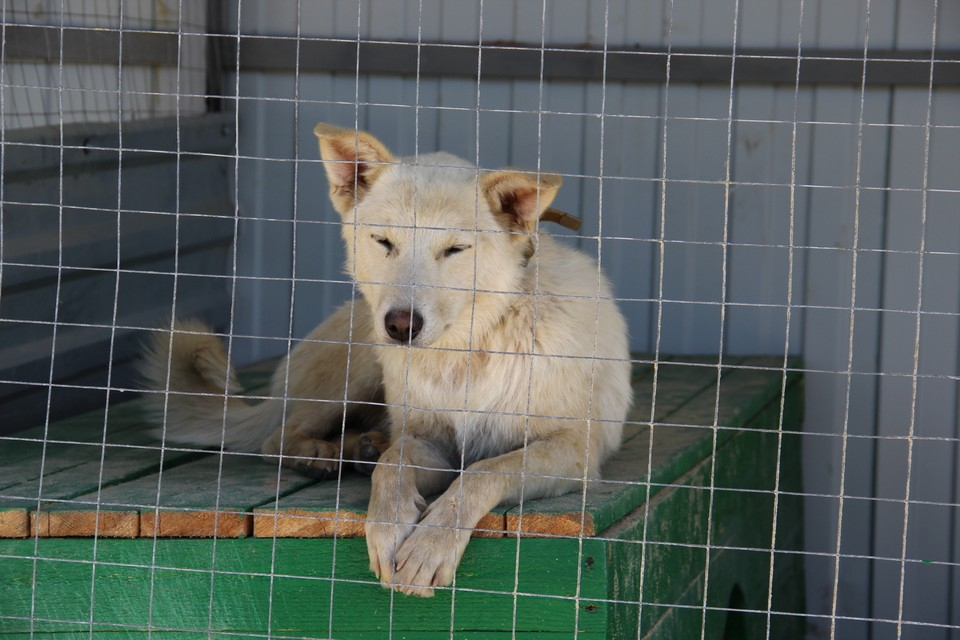 В Мичуринске за три месяца отловили 70 бездомных собак